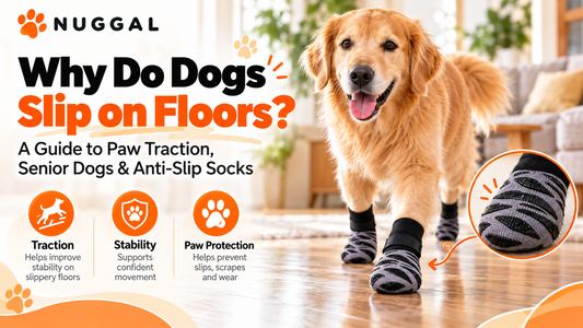 Why Do Dogs Slip on Floors? A Guide to Paw Traction, Senior Dogs & Anti-Slip Socks 🐾