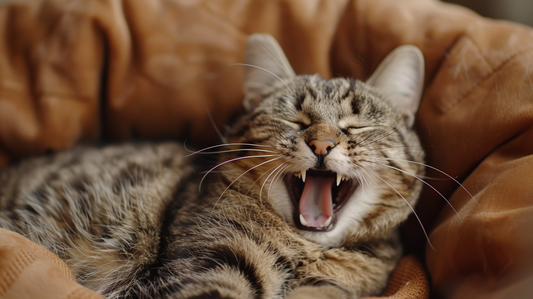 Understanding Your Pet’s Emotions: How to Tell if They’re Happy or Sad