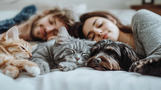 Discover the Luxury and Benefits of NUGGAL's Premium Viscose from Bamboo Bedding