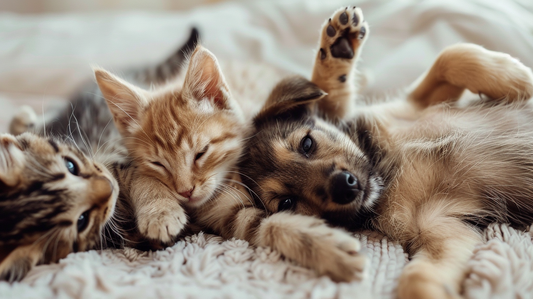 Helping Cats Get Along with New Pets at Home