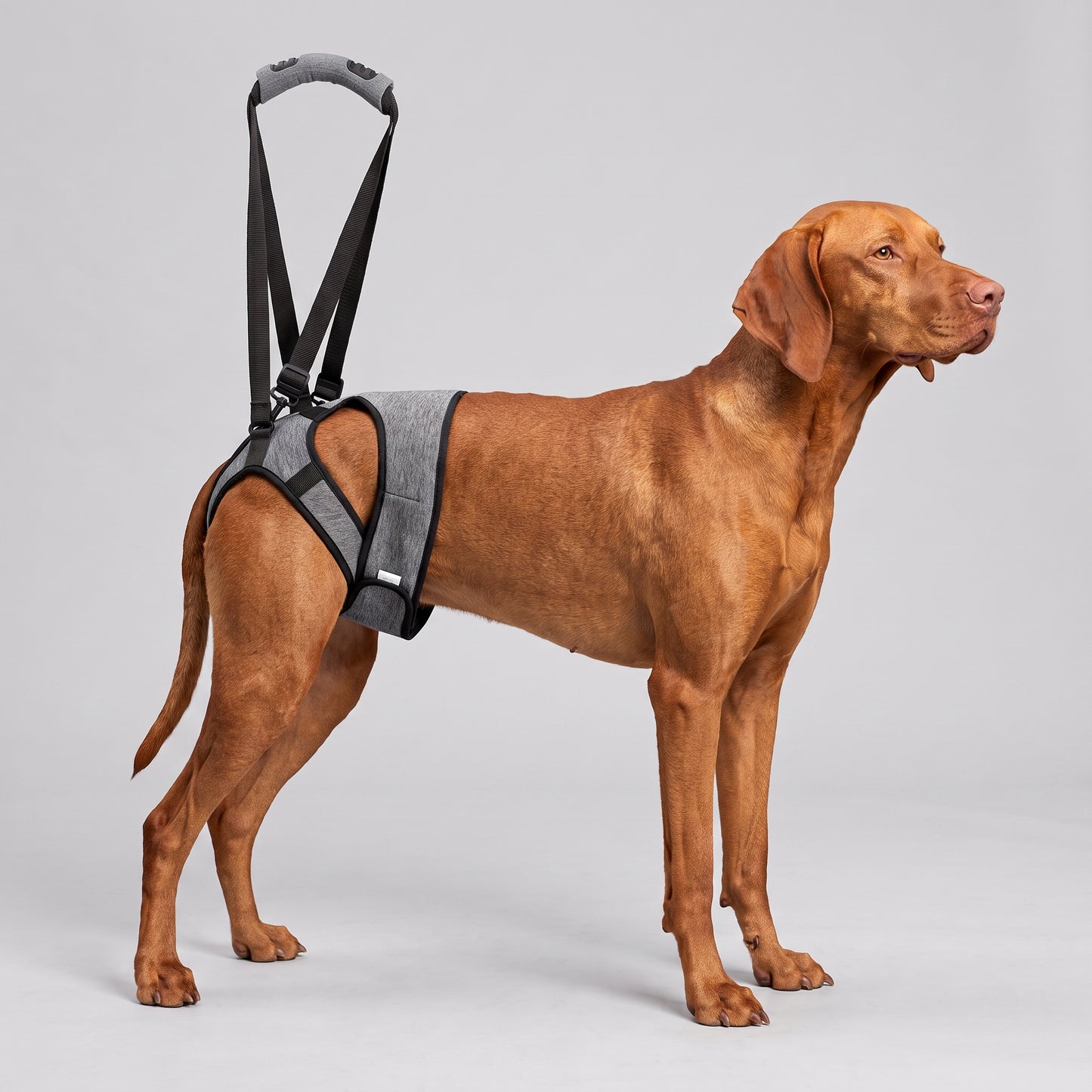 NUGGAL Anti-Slip Dog Hind Leg Lift Harness & Recovery Sling with Corset Design